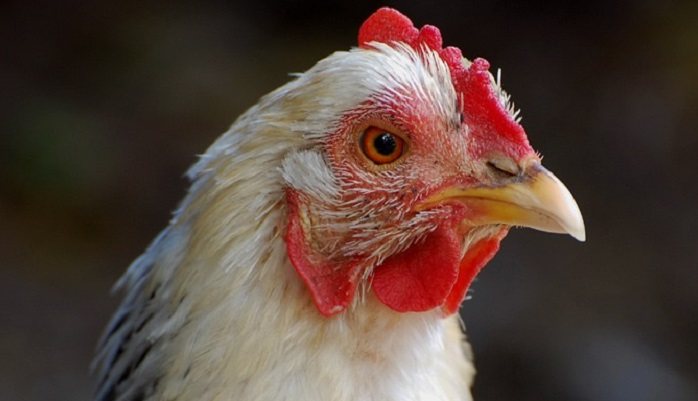 A broiler-rearing complex is planned in Tyumen Region