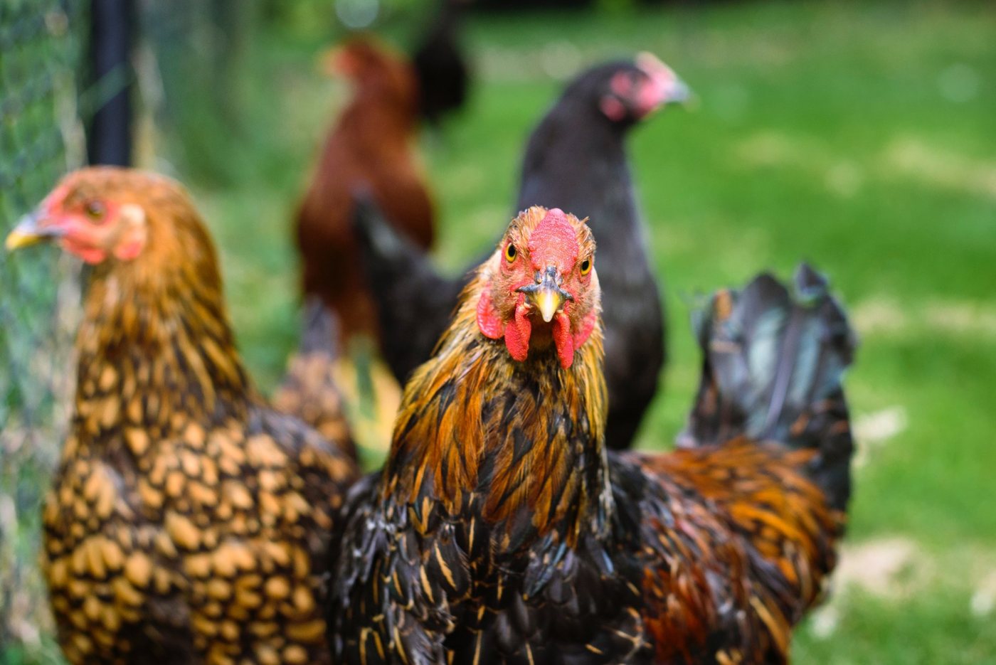 Tyumen poultry gains weight