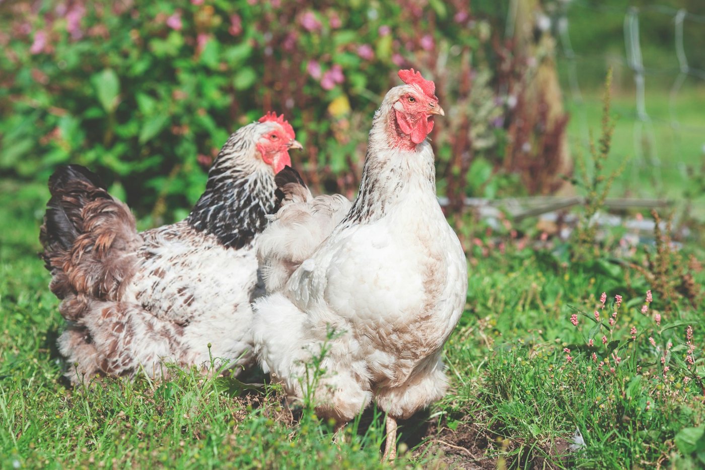 Dmitry Patrushev: the Agriculture Ministry is refining veterinary rules for keeping poultry