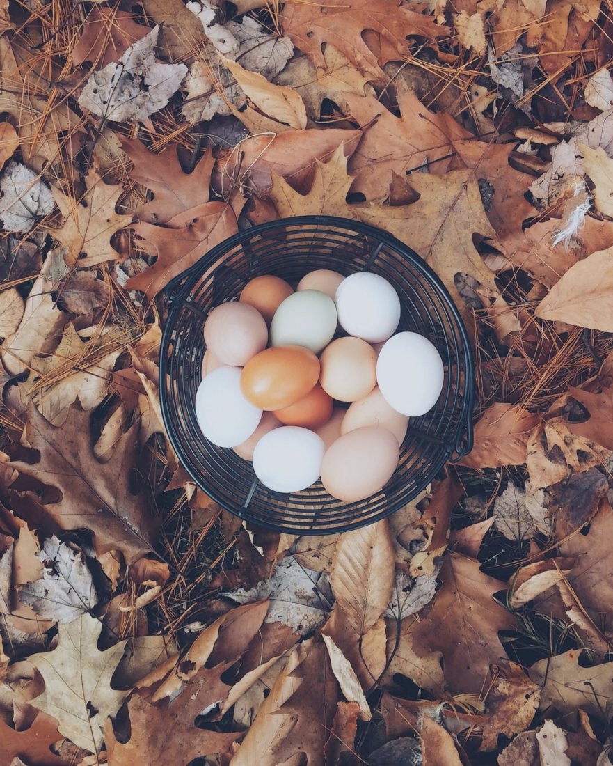 The Khabarovsk breeding poultry plant is expanding production