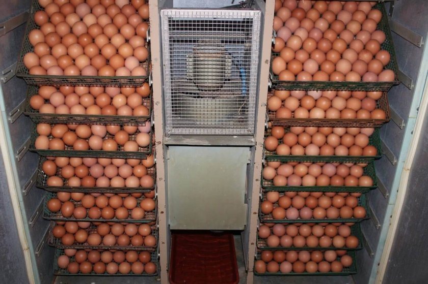 Egg collection and storage