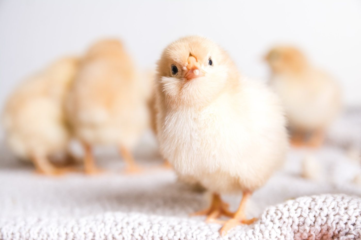 Russia entered the top three poultry-meat suppliers to China