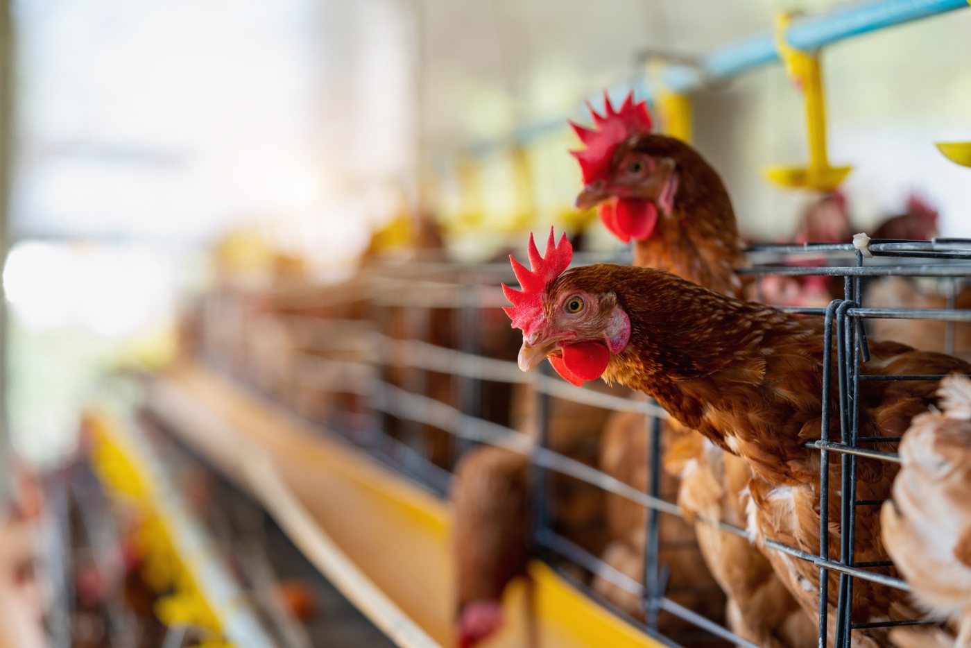 The Agriculture Ministry proposes banning free-range poultry