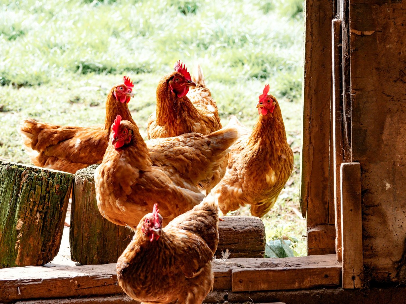 Russian poultry farming could be fully supplied with hatching eggs by the end of 2023