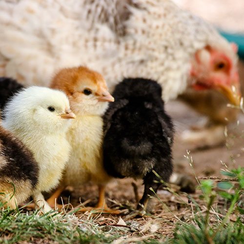 A poultry complex will be built in Sergiyev Posad for RUB 5 billion