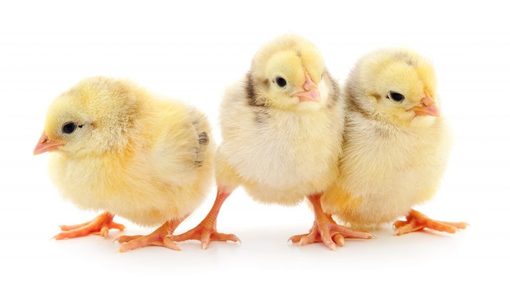 The egg incubation process