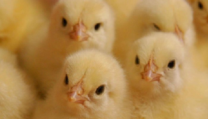 Chelyabinsk Region received 8,500 Lohmann breeding chicks
