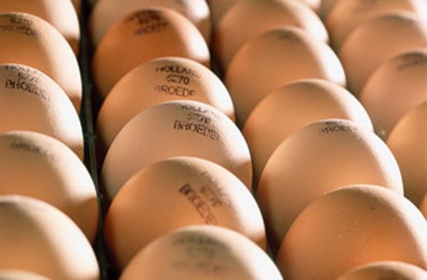 Tips and calculations for profitable broiler production