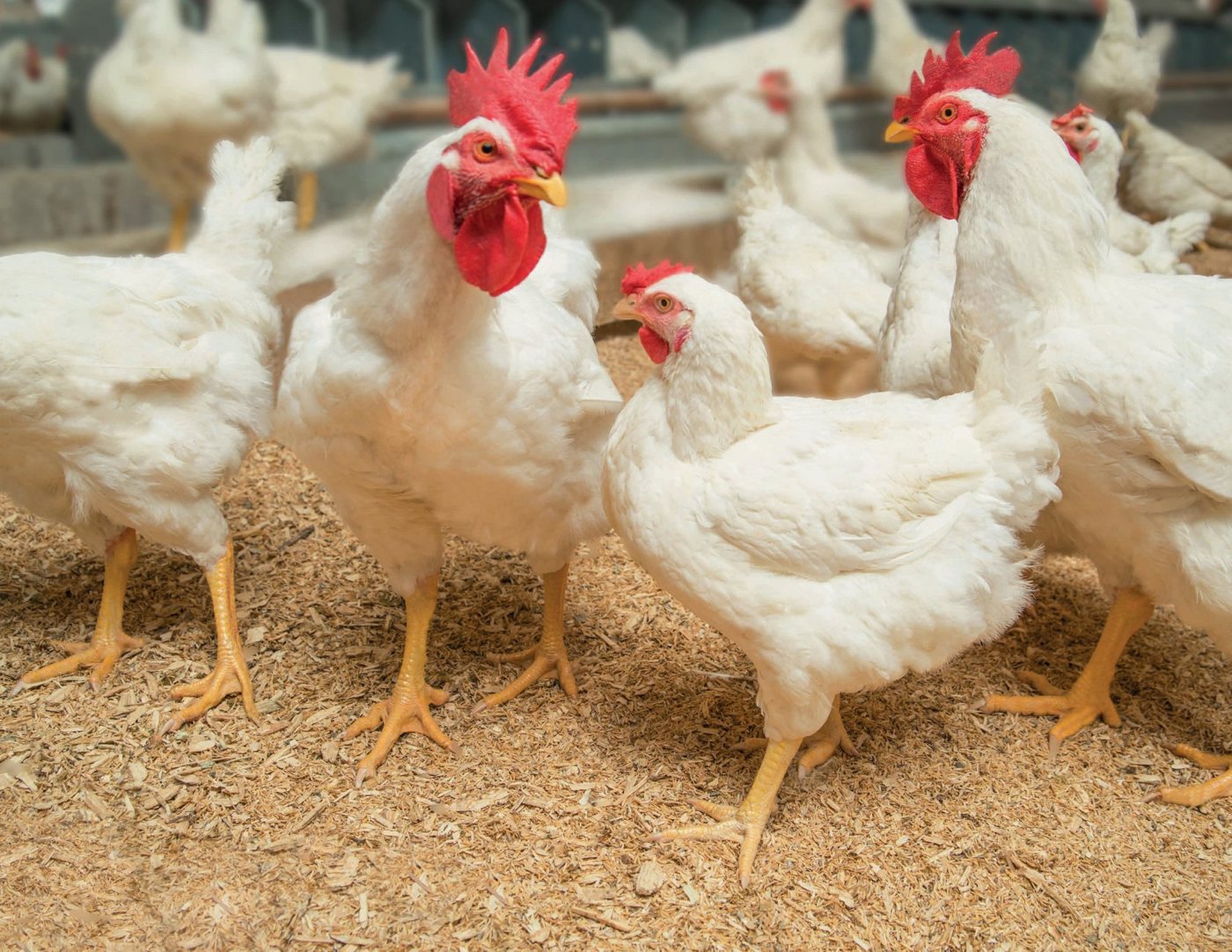 Maximizing the genetic potential of poultry