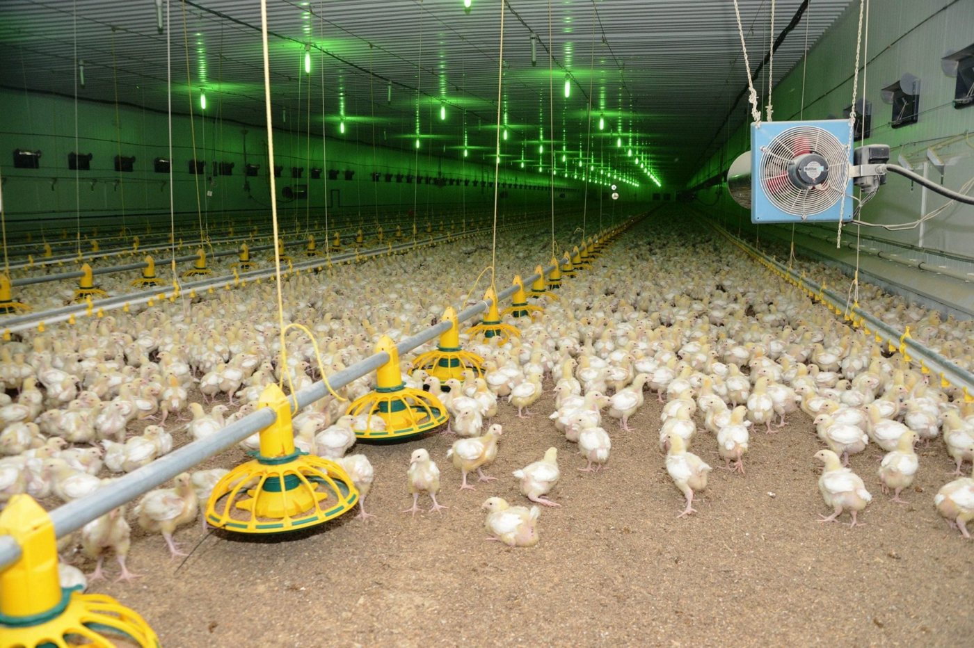 Poultry house microclimate