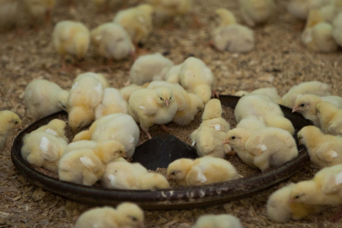 A poultry complex has opened in Kaliningrad Region