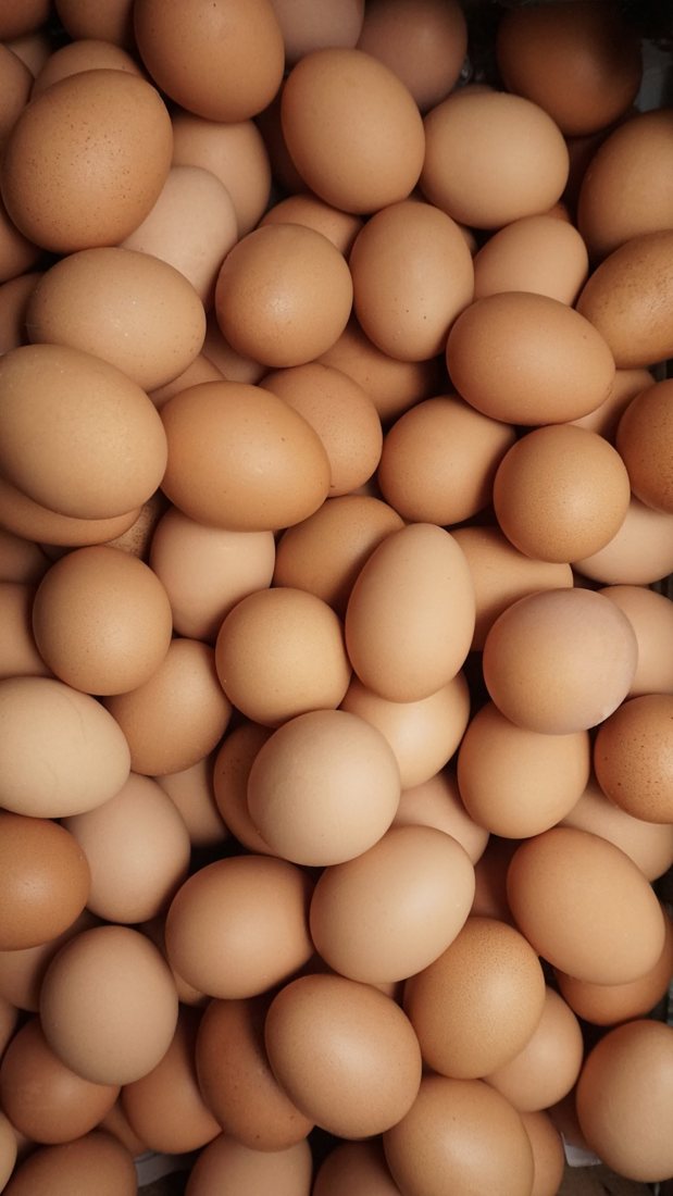 More than 1.5 million hatching eggs from Portugal and Turkey entered Tomsk Region in July