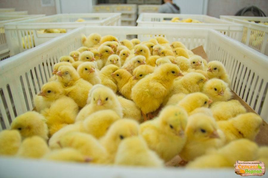 Rearing broiler chicks