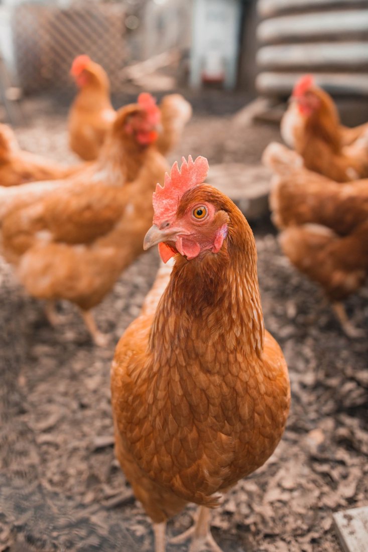 Poultry producers reported a ‘colossal’ surplus of Russian poultry meat on the market