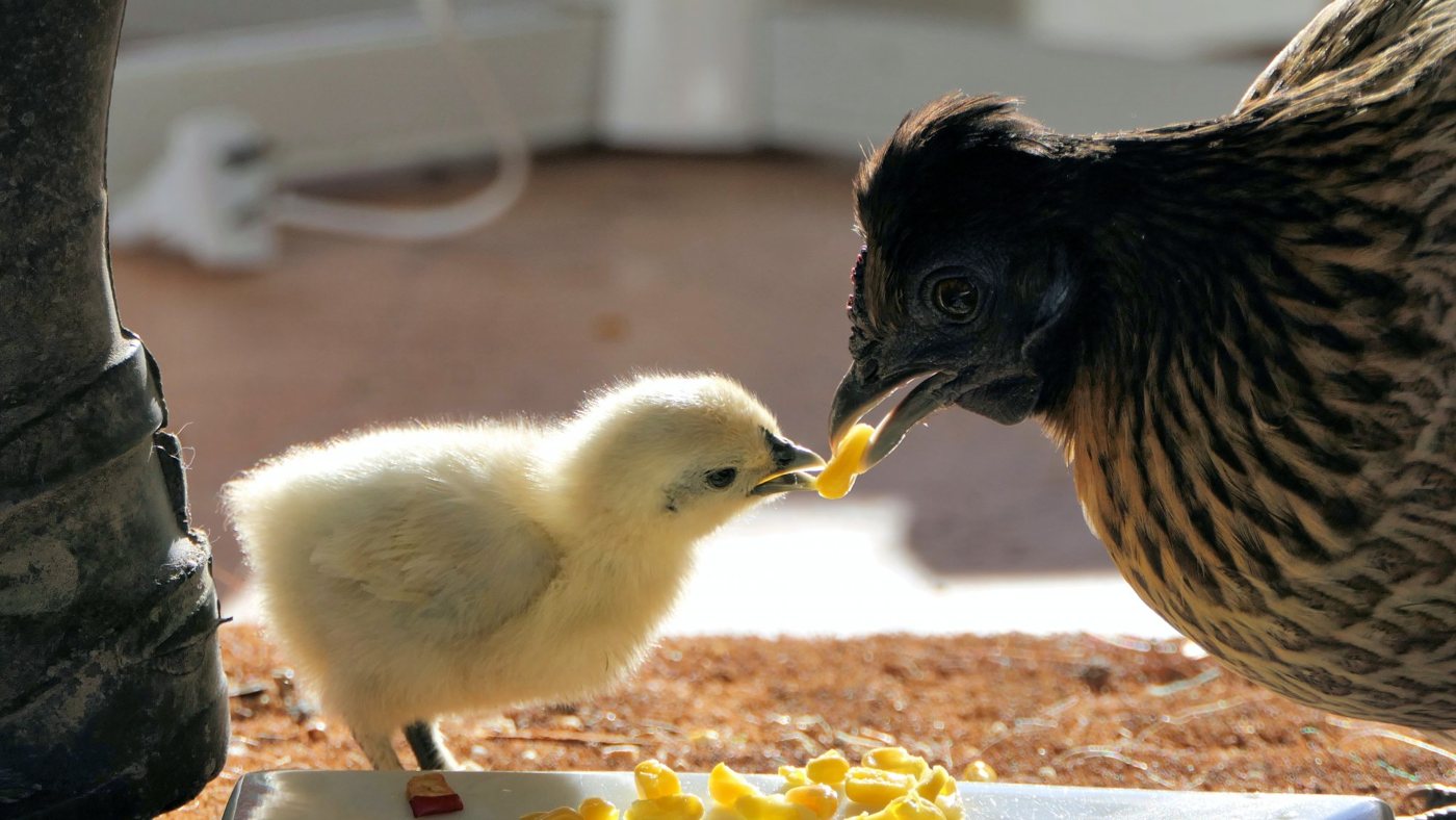 Egg and chicken-meat production is growing in Russia