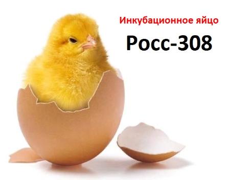 Инкубационное яйцо Ross 308